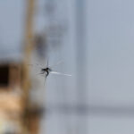 Small,Crack,And,Dust,On,Car,Windscreen,,,Stone,Hit